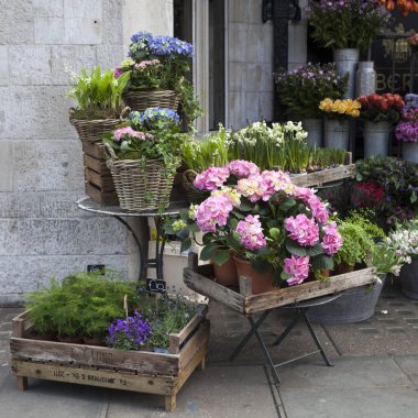 evin girişinde bir pembe ve mavi ortanca, kırmızı aranjmani ve Ivy ile hasır sepetleri süslüyor