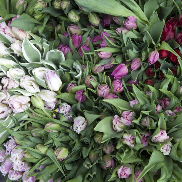 Papel de parede com tulipa branca e rosa. Vista superior — Fotografia de Stock