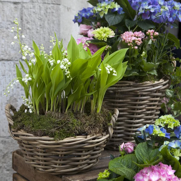 Les Lys blancs de la vallée dans un panier en osier — Photo