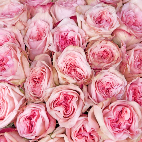 Tło z rose różowy — Zdjęcie stockowe