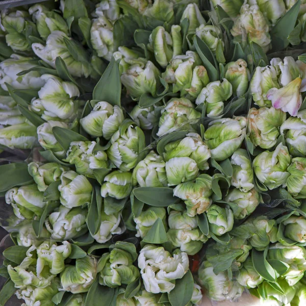 Het behang met groene en witte tulp. Bovenaanzicht — Stockfoto