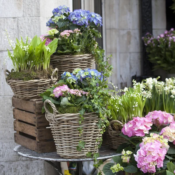 Cestas de mimbre con hortensias rosadas y azules, Kalanchoe rojo e hiedra adornan la entrada de la casa —  Fotos de Stock