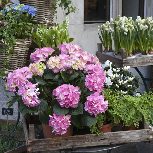 I cestini di vimini con ortensia rosa e blu, Kalanchoe rosso e edera adornano l'ingresso della casa — Foto Stock