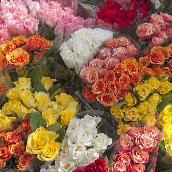 The Large selection of different varieties rose for sale — Stock Photo, Image