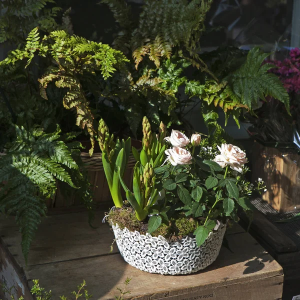 Pink roses and unblown hyacinths in one pot against the background of leaves of a fern — Stock Photo, Image