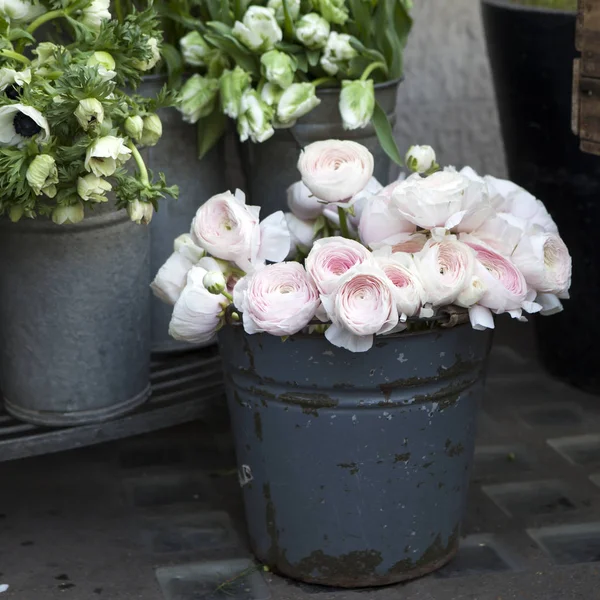 Lo sfondo con bouquet di Ranunculaceae rosa in vendita — Foto Stock