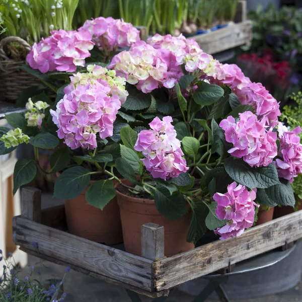 La pentola con un'ortensia rosa, e edera adornano l'ingresso della casa — Foto Stock