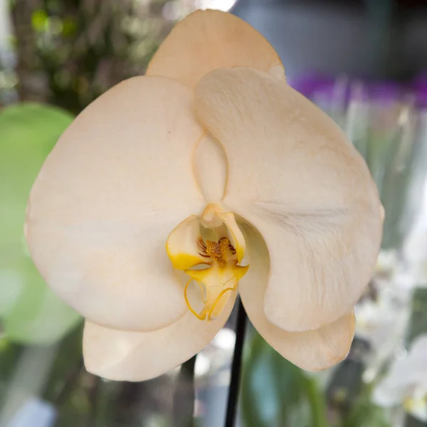 Желтая орхидея как украшение квартиры — стоковое фото