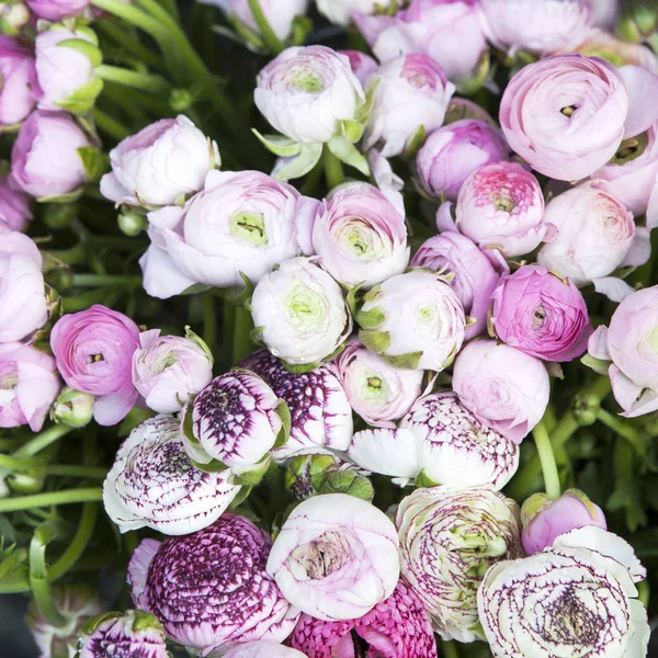 Bakgrunden med bukett av rosa ranunkelväxter säljes — Stockfoto