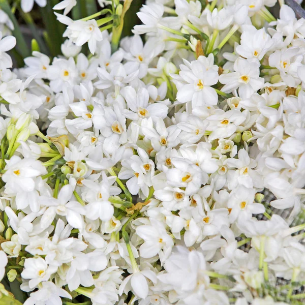 De achtergrond van witte narcissen. Bovenaanzicht — Stockfoto