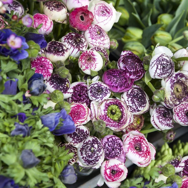 Fondo con ramo de rosa Ranunculaceae — Foto de Stock