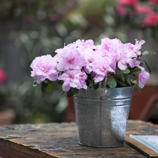 La Azalea india (Rhododendron simsii), planta en maceta con flores en la maceta como decoración de mesa en la cafetería — Foto de Stock