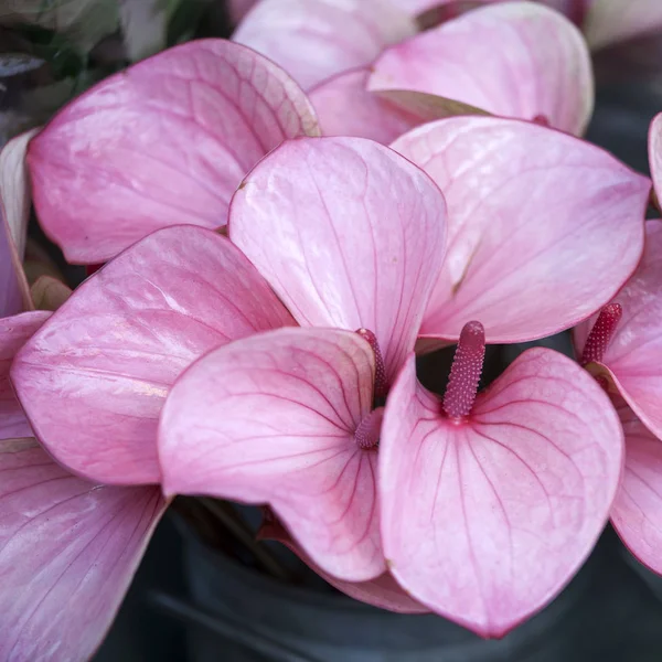 Anthurium eller Flamingo blomma — Stockfoto