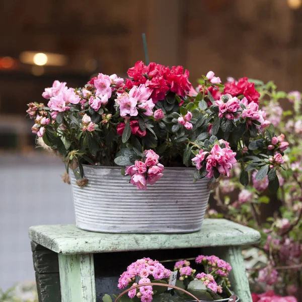 The Pot with Rhododendron cultiver - Azalea as decoration — Stock Photo, Image