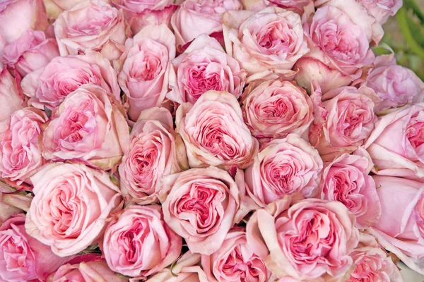 Фон с розовой розой — стоковое фото
