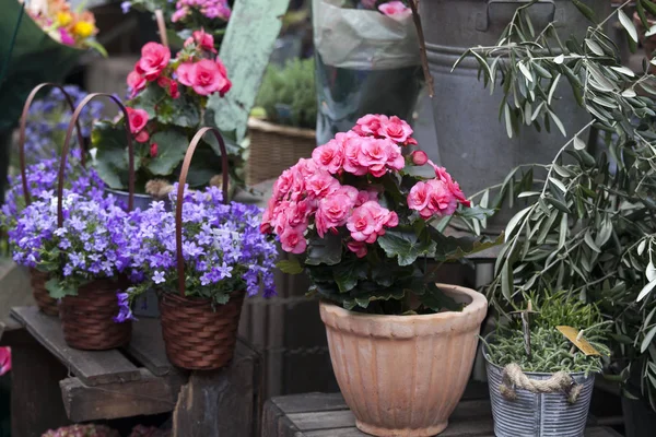 Begonia i kampanii w doniczkach jako dekoracja ściany domu — Zdjęcie stockowe