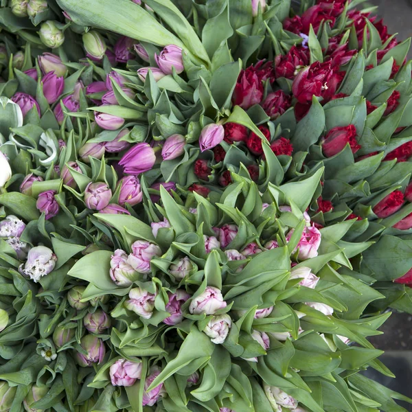 Papel de parede com tulipa branca e rosa. Vista superior — Fotografia de Stock