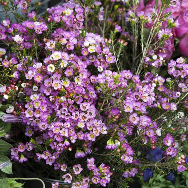 Waxflower Roxo Orgulho fundo — Fotografia de Stock