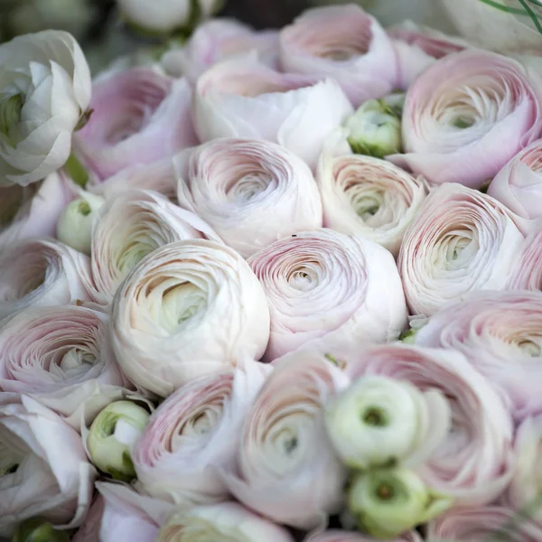 Lo sfondo con bouquet di Ranunculaceae rosa in vendita — Foto Stock