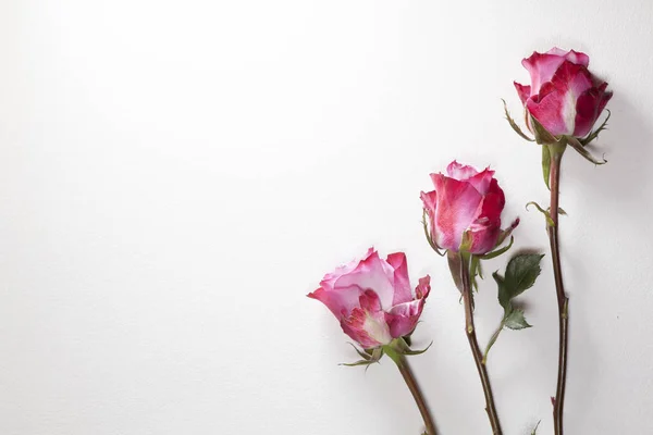 Las Tres rosas rojas sobre el fondo gris —  Fotos de Stock