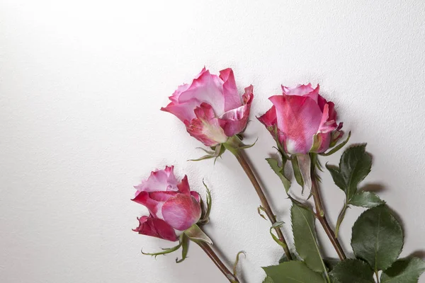 Les Trois roses rouges sur fond gris. Espace de copie — Photo