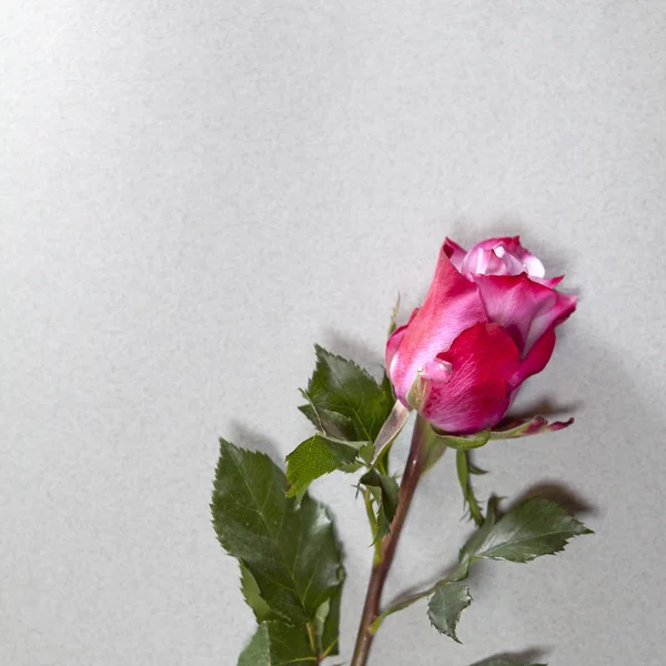 La rose Une rouge sur fond gris — Photo