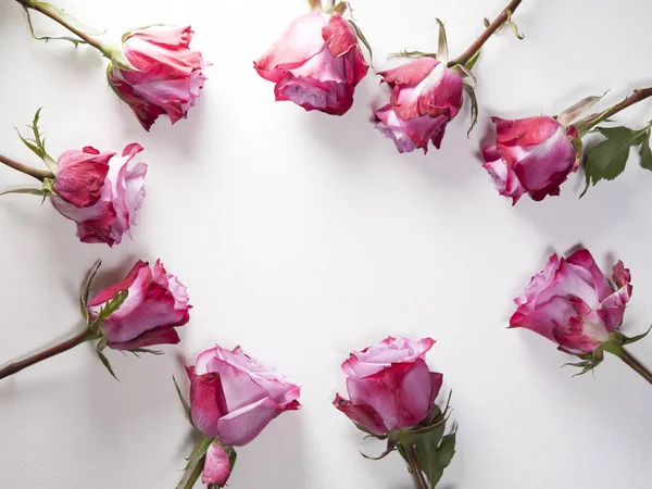 Las rosas Rojas forman el círculo con el espacio de copia para la escritura sobre el fondo blanco —  Fotos de Stock