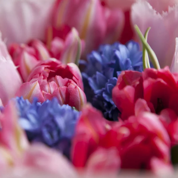 Le Bouquet de tulipes blanches et roses aux jacinthes bleues pour les — Photo
