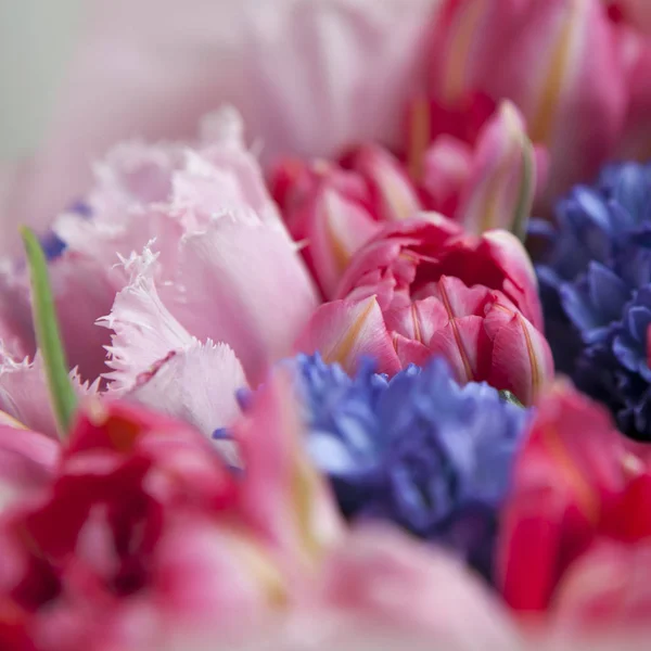 与蓝色风信子为白色和粉色郁金香花束 — 图库照片