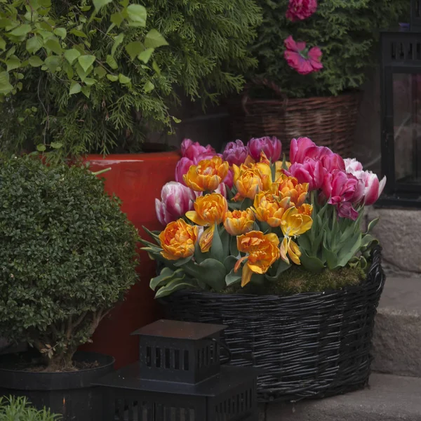 Fresh tulips at the entrance to the restaurant on the market square in the old town in Warsaw — Stock Photo, Image