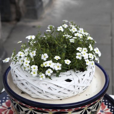 Cafe girişinde bir süsleme olarak beyaz hasır sepet içinde beyaz Petunya