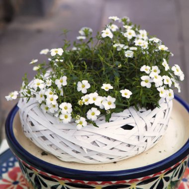 Cafe girişinde bir süsleme olarak beyaz hasır sepet içinde beyaz Petunya
