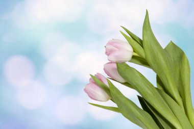 kopya alanı üzerinde mavi gökyüzü ile taze bahar Pembe Lale banner 