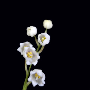 Convallaria majalis, Lily vadi, siyah arka plan