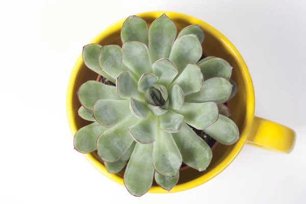 O Echeveria Frank Reinelt em caneca amarela — Fotografia de Stock