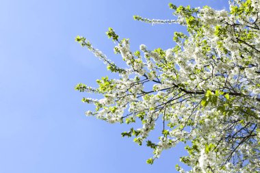 Malus domestica. Elma ağacı çiçeği mavi bulutlu gökyüzü karşı