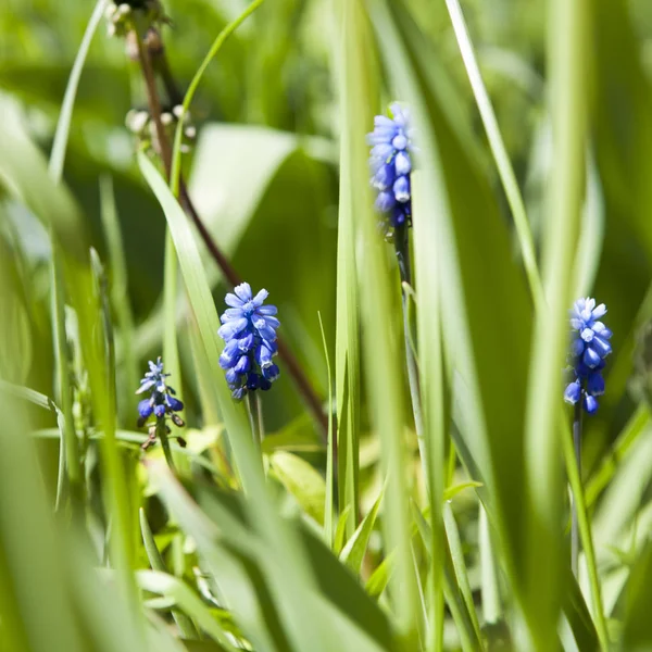 Muscari aucheri 'Mavi Büyü', üzüm sümbül - Mart — Stok fotoğraf