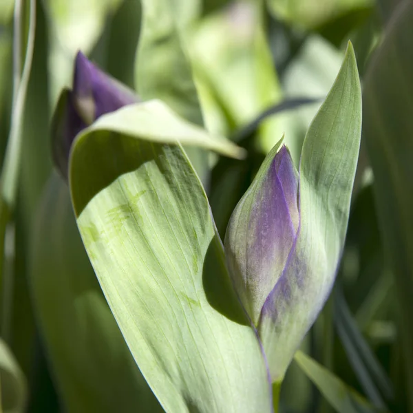 Knopparna för lila iris i fjädra gräs. — Stockfoto