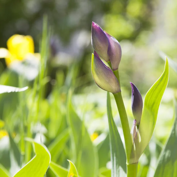 Los Brotes del iris púrpura en la hierba primaveral . —  Fotos de Stock