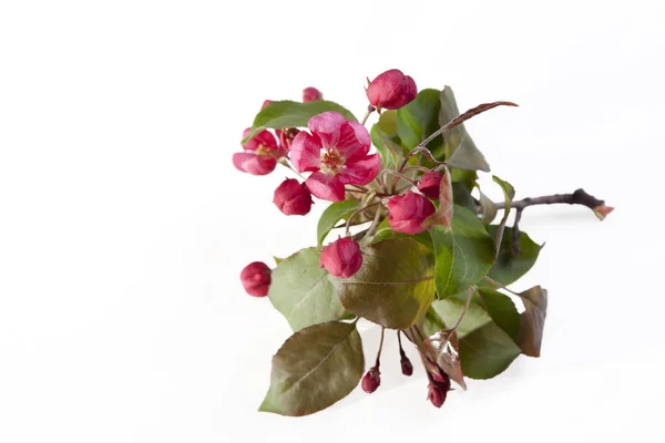 Les Fleurs du pommier de Nedzvetsky (Malus niedzwetzkyana Dieck) isolé sur le fond blanc — Photo