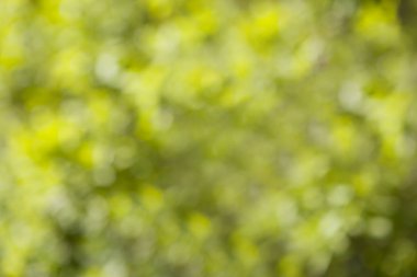 Yumuşak yeşil bokeh arka plan bulanık görüntü.