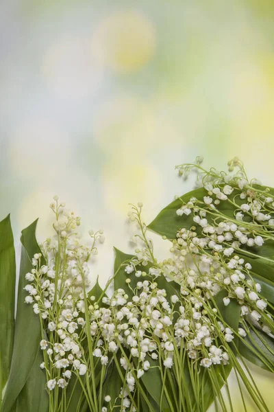 Fresh spring Light, Lilly of the valley flowers and leaves bouquet isolated on on green garden background. — Stock Photo, Image