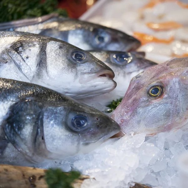 De wilde zeebaars te koop bij Borough Market, Londen — Stockfoto