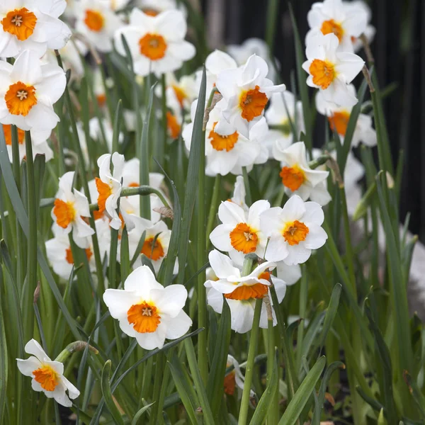 Grupo de alegres narcisos de primavera en el exterior en un entorno natural —  Fotos de Stock