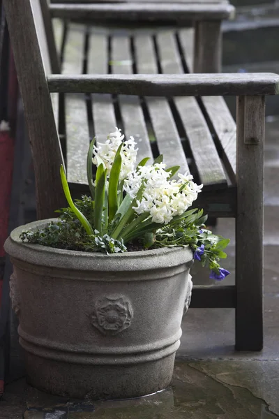 The White hyacinths and blue violets growing in a large ceramic vase as a decoration of the entrance to the church against the backdrop of a brick wall. — Stock Photo, Image