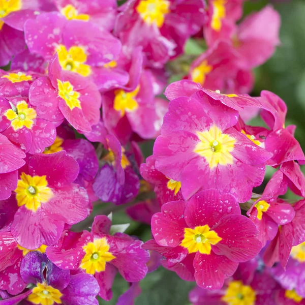 作为园林装饰草坪上的粉红色报春花 — 图库照片
