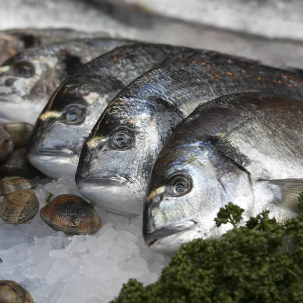 De wilde zeebaars te koop bij Borough Market, Londen — Stockfoto