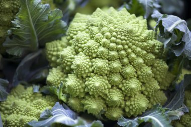 Natürmort romanesco karnabahar veya brokoli başkanları