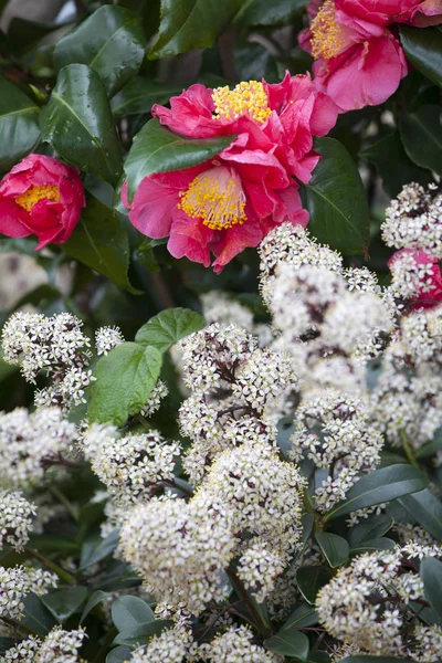 The red Camellia sasanqua and Sorbaria sorbifolia — Stock Photo, Image