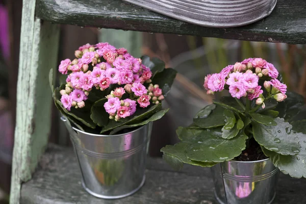 庭の装飾として木製の手順でアルミニウムのバケツでピンク色のカランコエ — ストック写真
